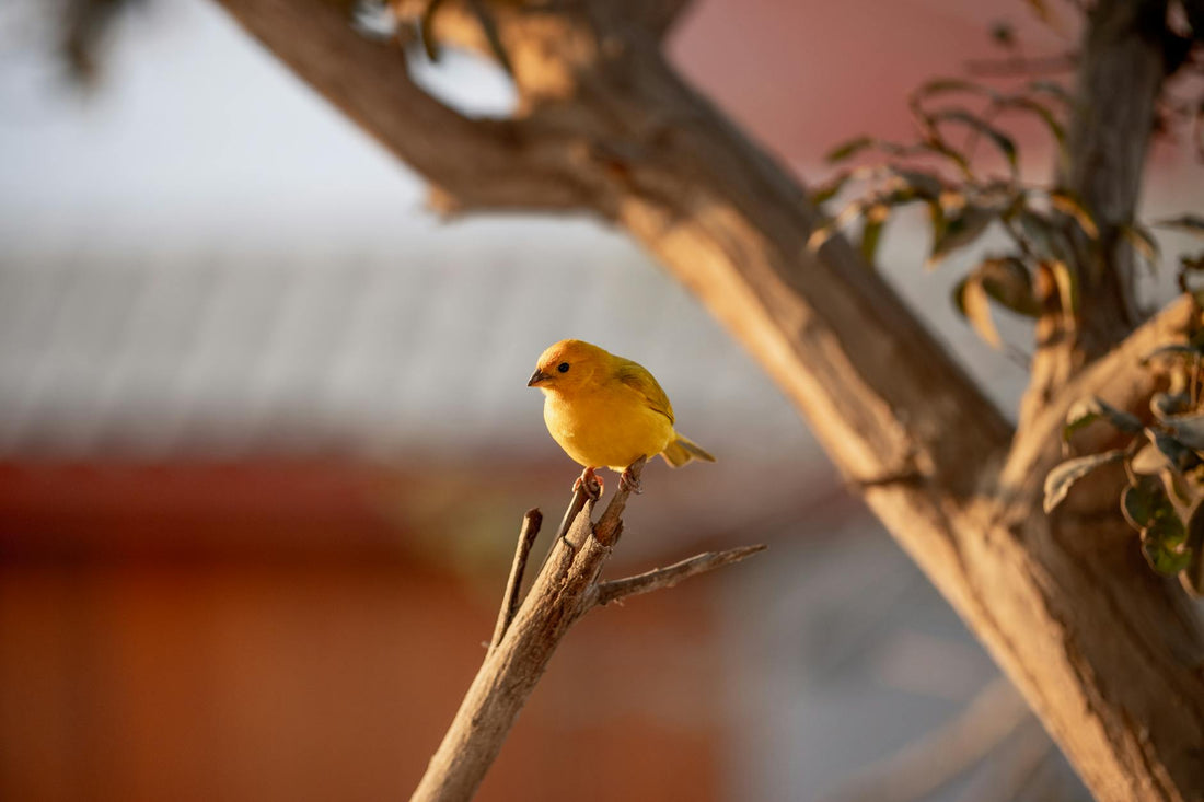 Backyard Aviary Lighting: Enhance Your Home's Ambiance