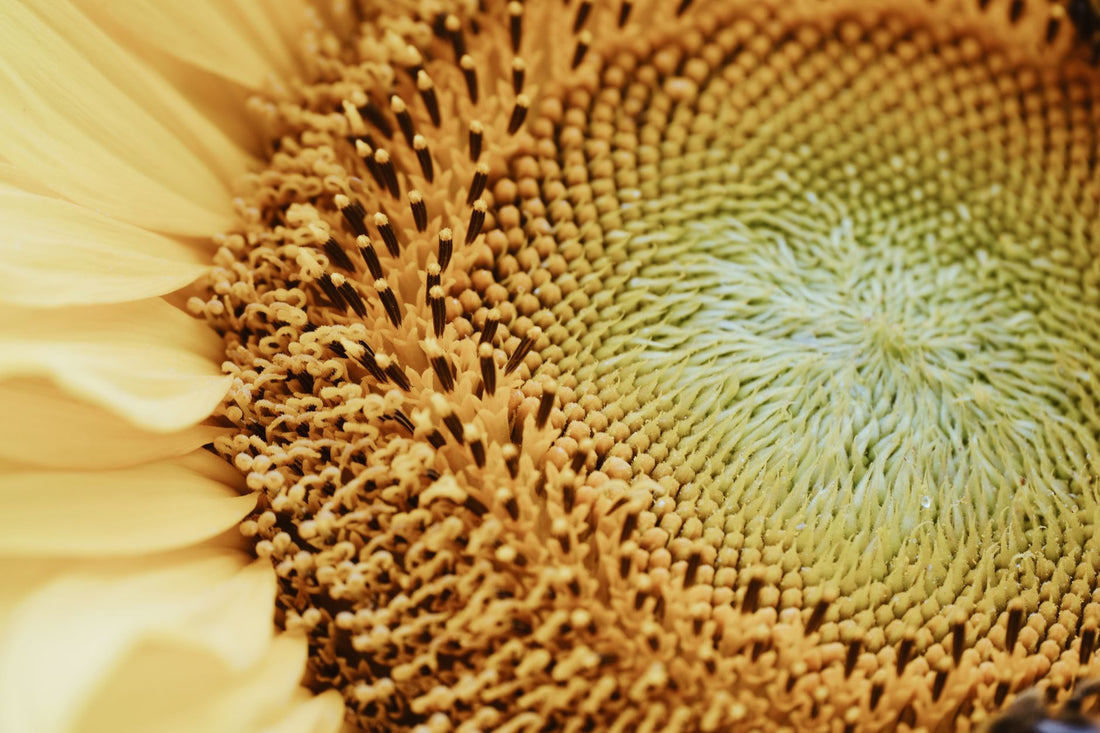 Seed to Flower Song: Attract Birds to Your Backyard