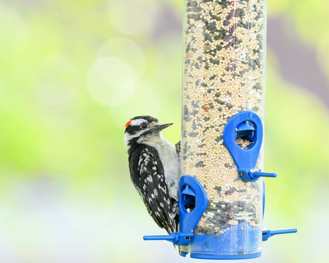 Backyard Bird Feeding 101: Attract Birds to Your Oasis