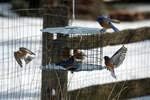 Erva Starling-Proof Barrier Guard Bluebird Feeder with Glass Mealworm Cup - Premium Blue Powdercoat Finish - Made in USA (BBF1)