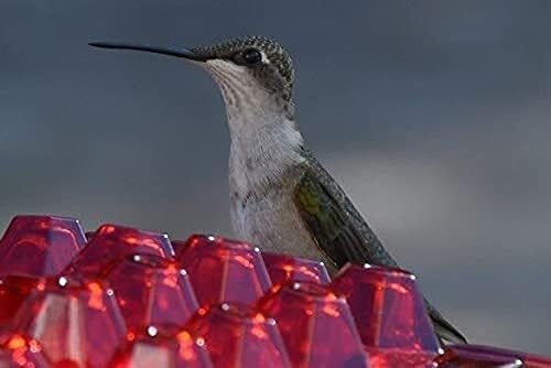 12 Ounce Capacity 30 Ports Hummingbird Feeder, Best Hanging Hummingbird Feeder with Perch and Built in Ant Moat for Gardens and Yards Hummingbird Feeder