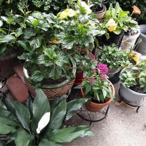 5 Pack Metal Plant Stands,Heavy Duty Potted Holder for Flower Pot,Indo