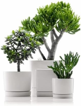 BODUM Medium Flower Pot, Square Shape, 5.8 by 5.8 by 5.4-Inch, White Stoneware