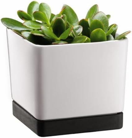 BODUM Medium Flower Pot, Square Shape, 5.8 by 5.8 by 5.4-Inch, White Stoneware