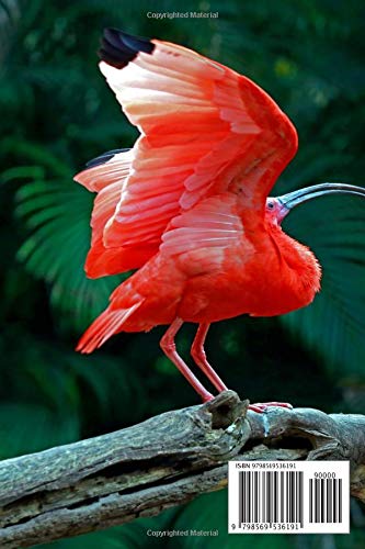 Bird Watching Journal: The Ultimate Bird Watching Log Book for Kids and Adults - The Most Important Bird Watchers Field Kit (Animal Journals)