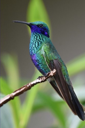 Hummingbird Journal: (Hummingbird Notebook, hummingbirds, Notebook, Composition Book, Log Book, Bird Watching Book, Diary, Creative Writing, Poetry, 6 x 9, Medium, Ruled)