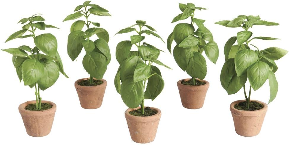 Park Hill Collection EBQ20574 Basil Plant in Windowsill Pot, 10.25-inc