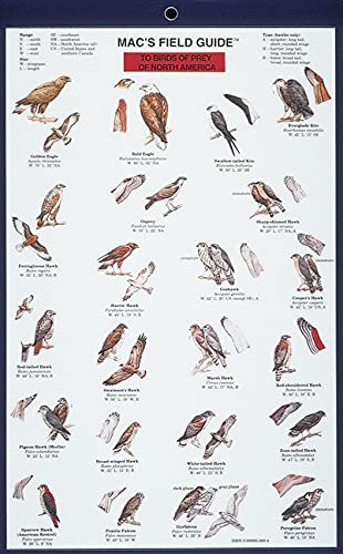 Mac's Field Guides: North American Birds of Prey (Mac's Guides (Paperback))