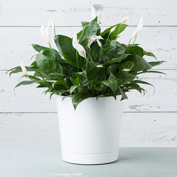 Novelty Majestic Full Depth Cylinder Pot, Glossy White, 12-Inch (10122