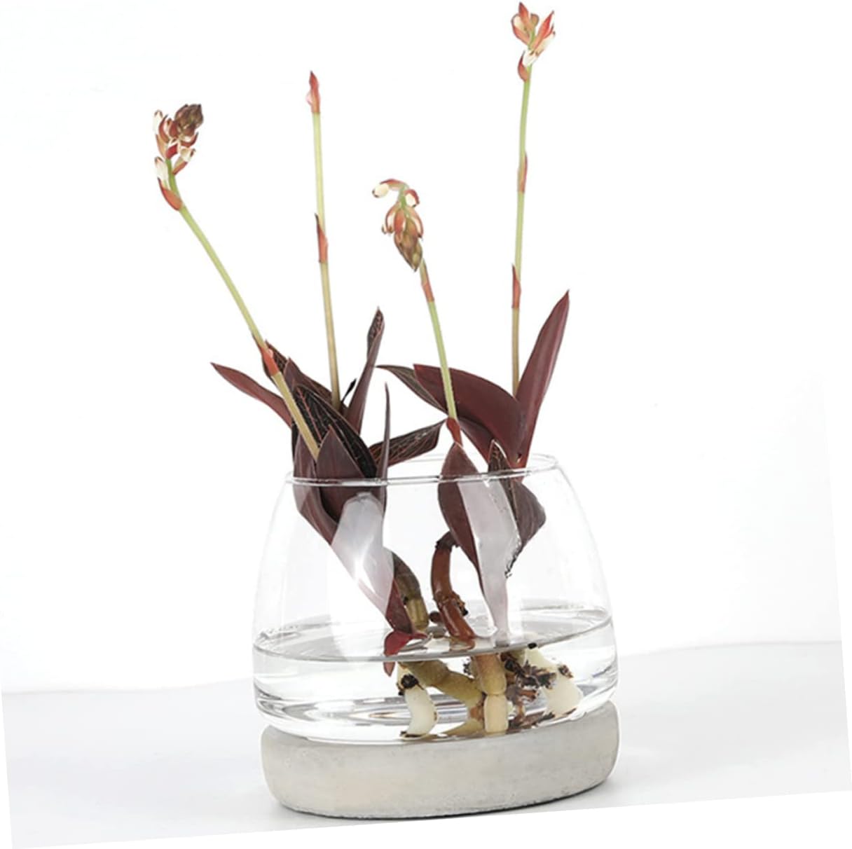 PRETYZOOM Cement Bottom Glass Vase Flower Container Decor Modern Hydro