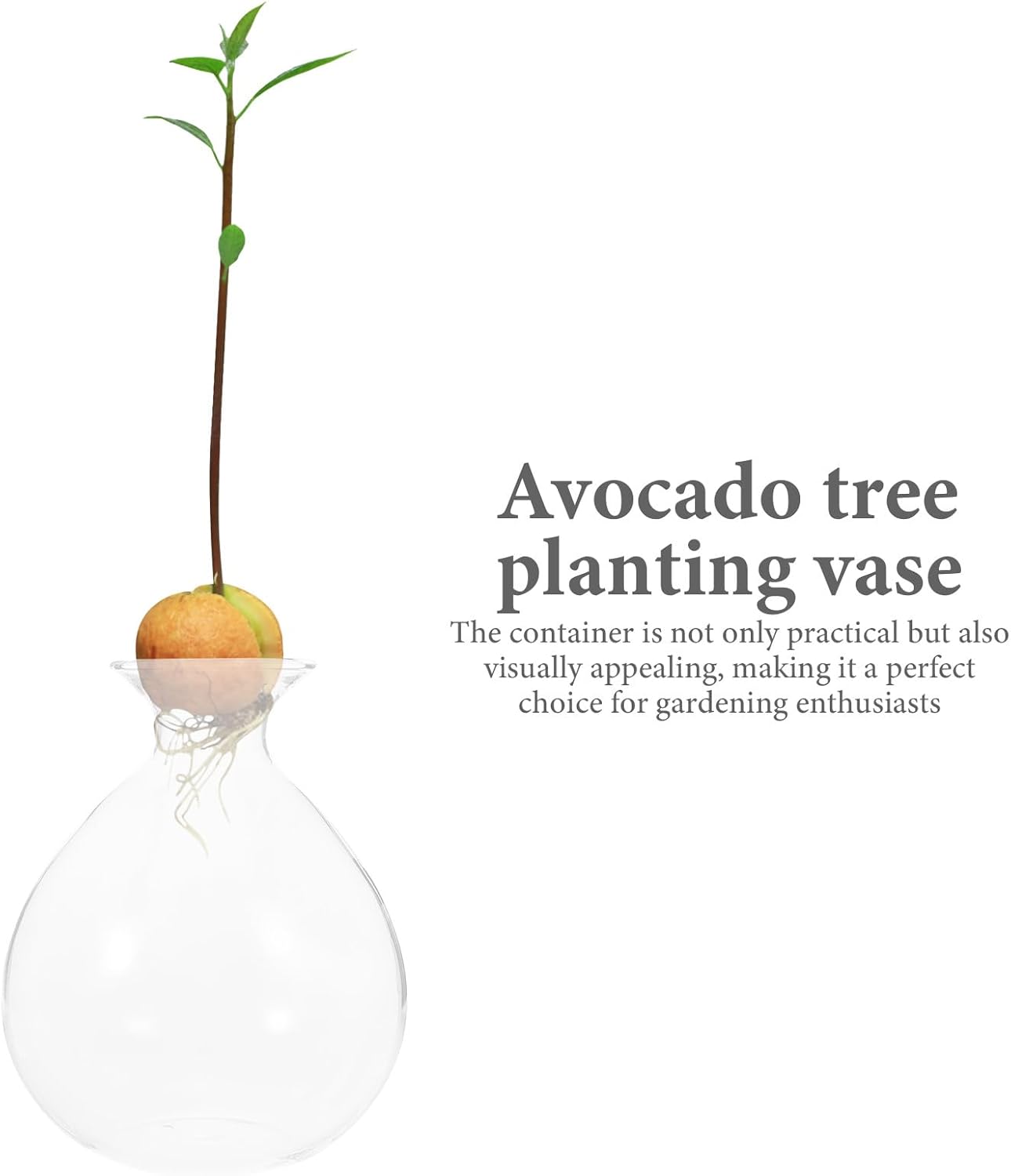 PRETYZOOM Avocado Seed Planter Glass Water Plant Vase Succulent Shape Hydroponic Flower Pot for Indoor Green Plant Propagation Home Décor