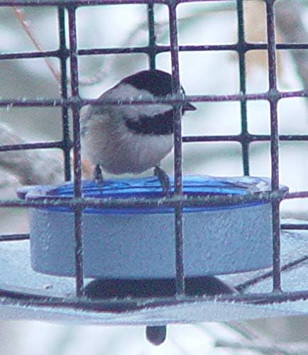 Erva Starling-Proof Barrier Guard Bluebird Feeder with Glass Mealworm Cup - Premium Blue Powdercoat Finish - Made in USA (BBF1)