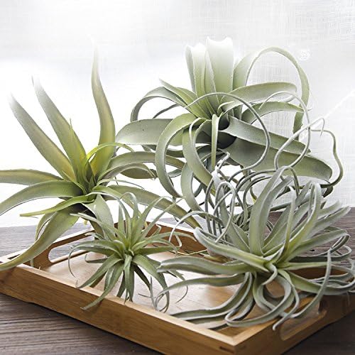 ChezMax Artificial Flocking Tillandsia Air Plants Pineapple Grass Faux Succulents Bromeliads Home Garden Decor 2Pcs 4#