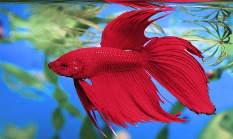 Tetra BettaSafe, Aquarium Water Conditioner For Bettas, 1.69-Ounce, 50