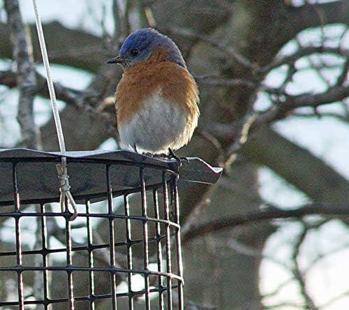 Erva Starling-Proof Barrier Guard Bluebird Feeder with Glass Mealworm Cup - Premium Blue Powdercoat Finish - Made in USA (BBF1)