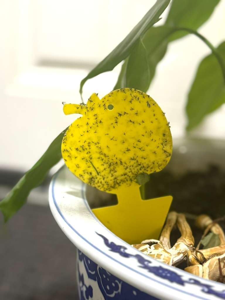 Fruit Fly Trap & Fungus Gnat Traps 40 Pack – Yellow Sticky Gnat Traps 