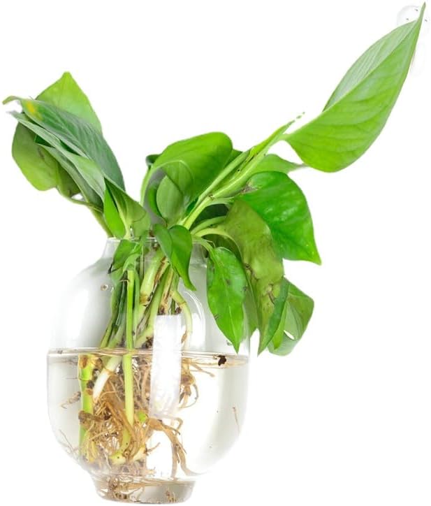 Wall Hanging Glass Plant Terrarium Container Perfect for Propagating Hydroponic Plants Home Office Garden Decor Wedding (Lantern (Width 10 and Height 14 cm))