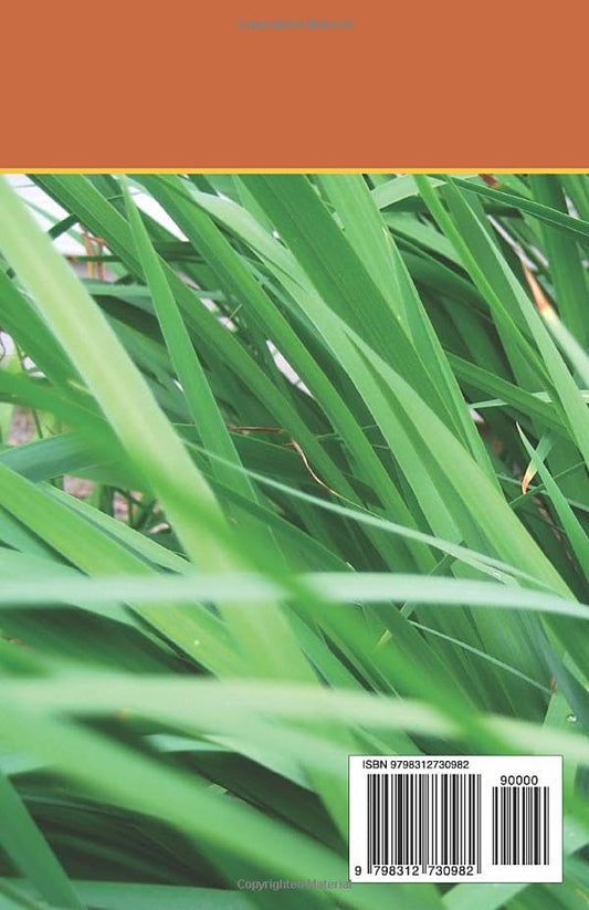 Lawn Care for Beginners: Easy Steps to a Healthy Lawn