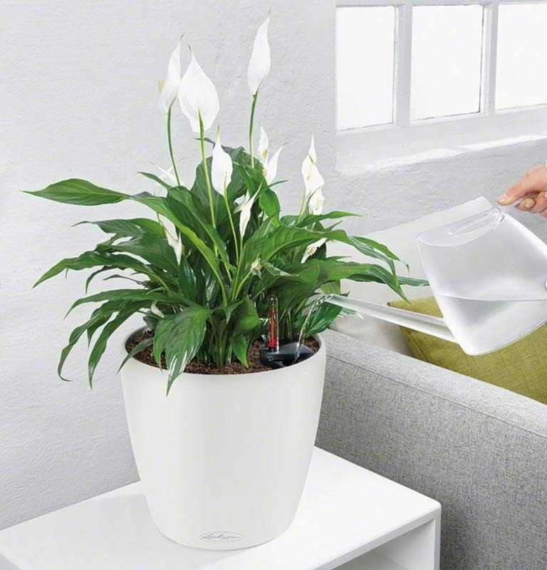Lechuza Self Watering Plant Pot Classico 21 LS Garden Flower Indoor Ou