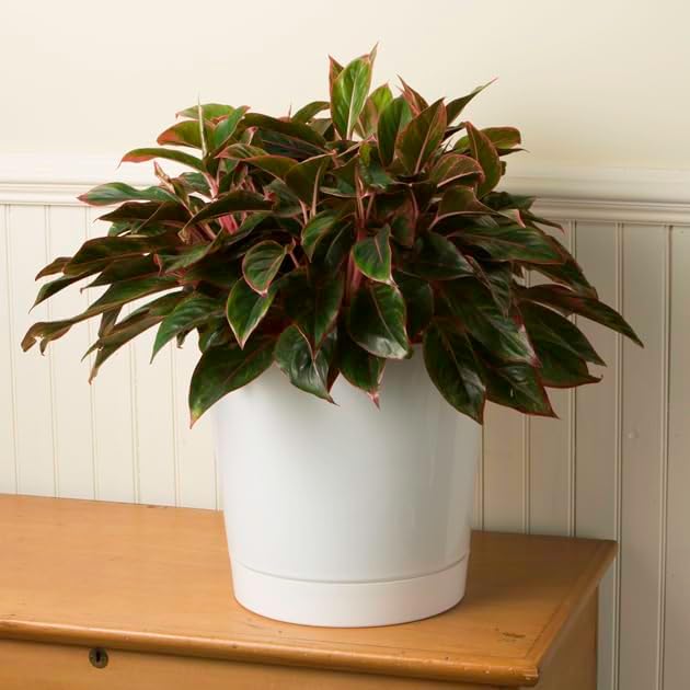 Novelty Majestic Full Depth Cylinder Pot, Glossy White, 12-Inch (10122