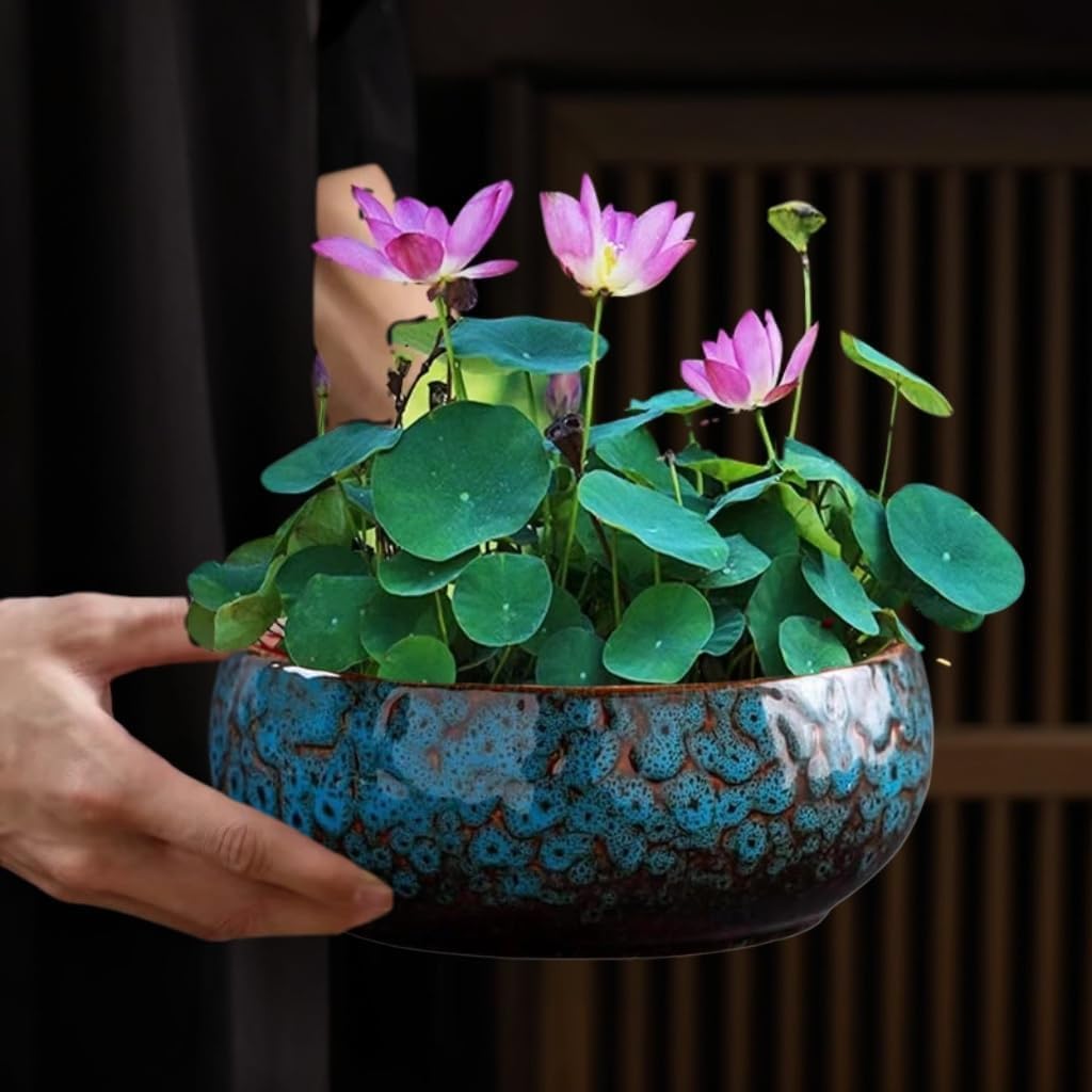 Lotus Bowl Planter for Indoor Water Planting - Hydroponic Container wi