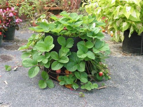 Smart Pots 15-Gallon Smart Pot Soft-Sided Container, Black with Strap handles