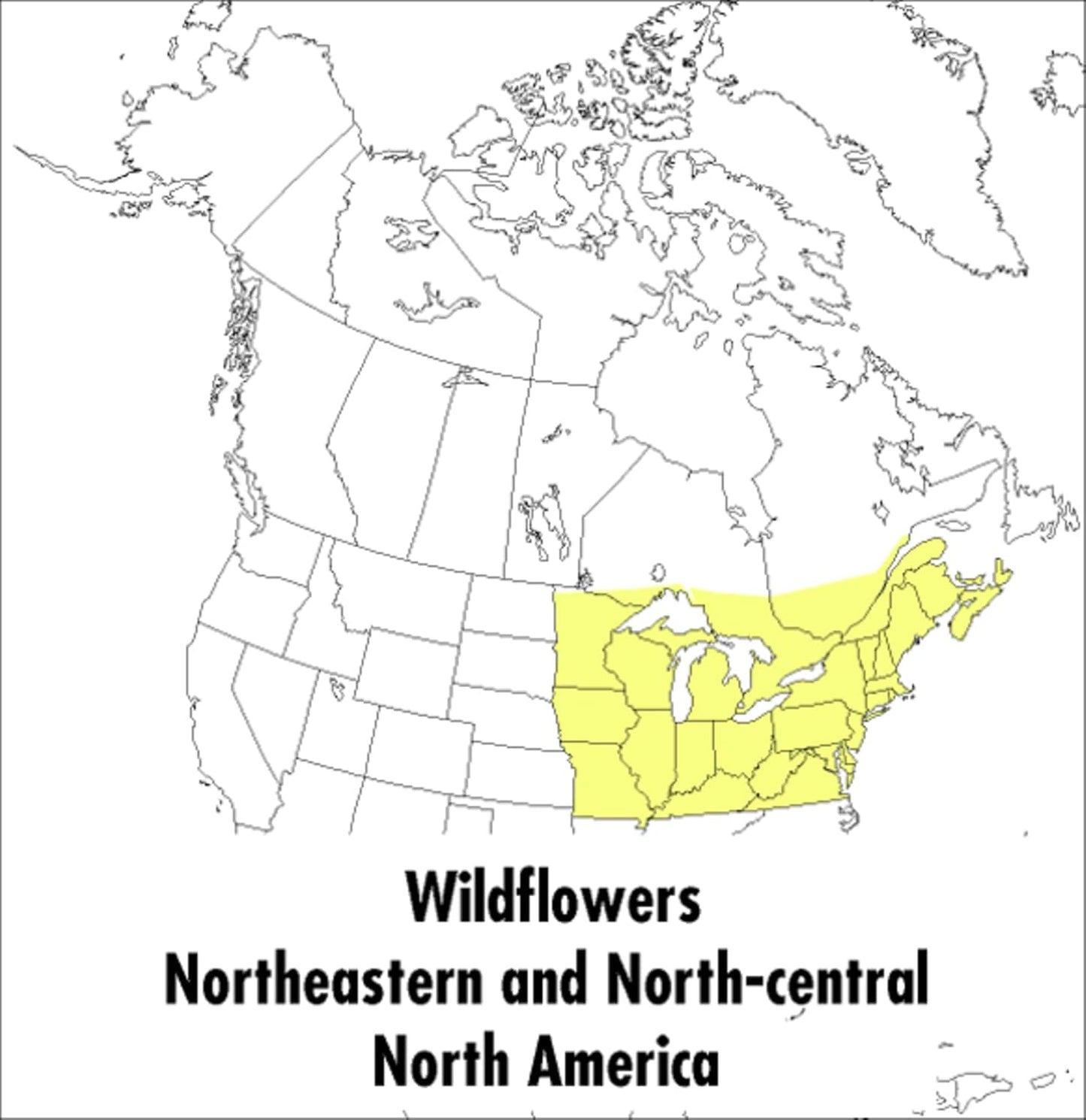A Peterson Field Guide To Wildflowers: Northeastern and North-central 