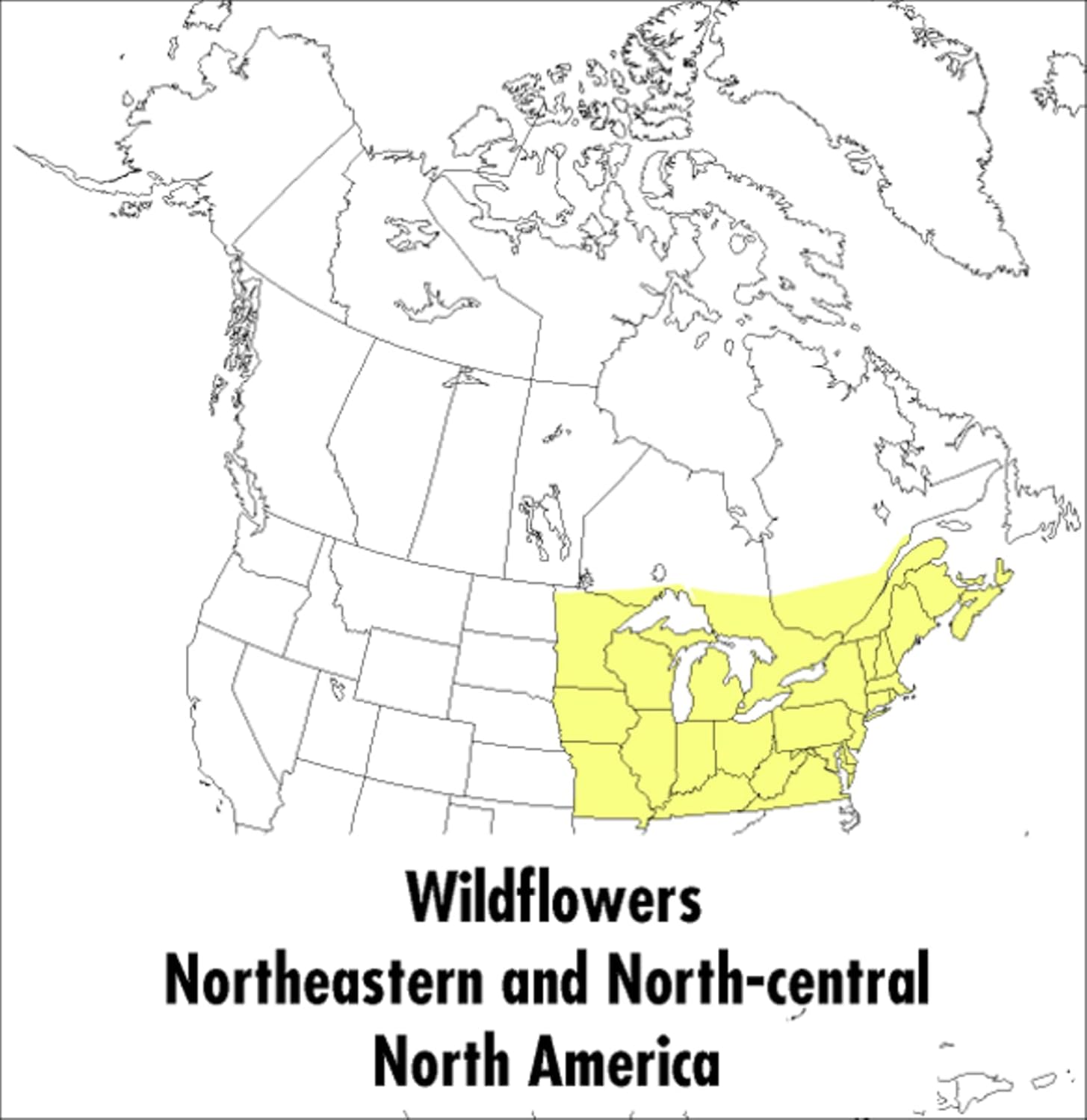 A Peterson Field Guide To Wildflowers: Northeastern and North-central 