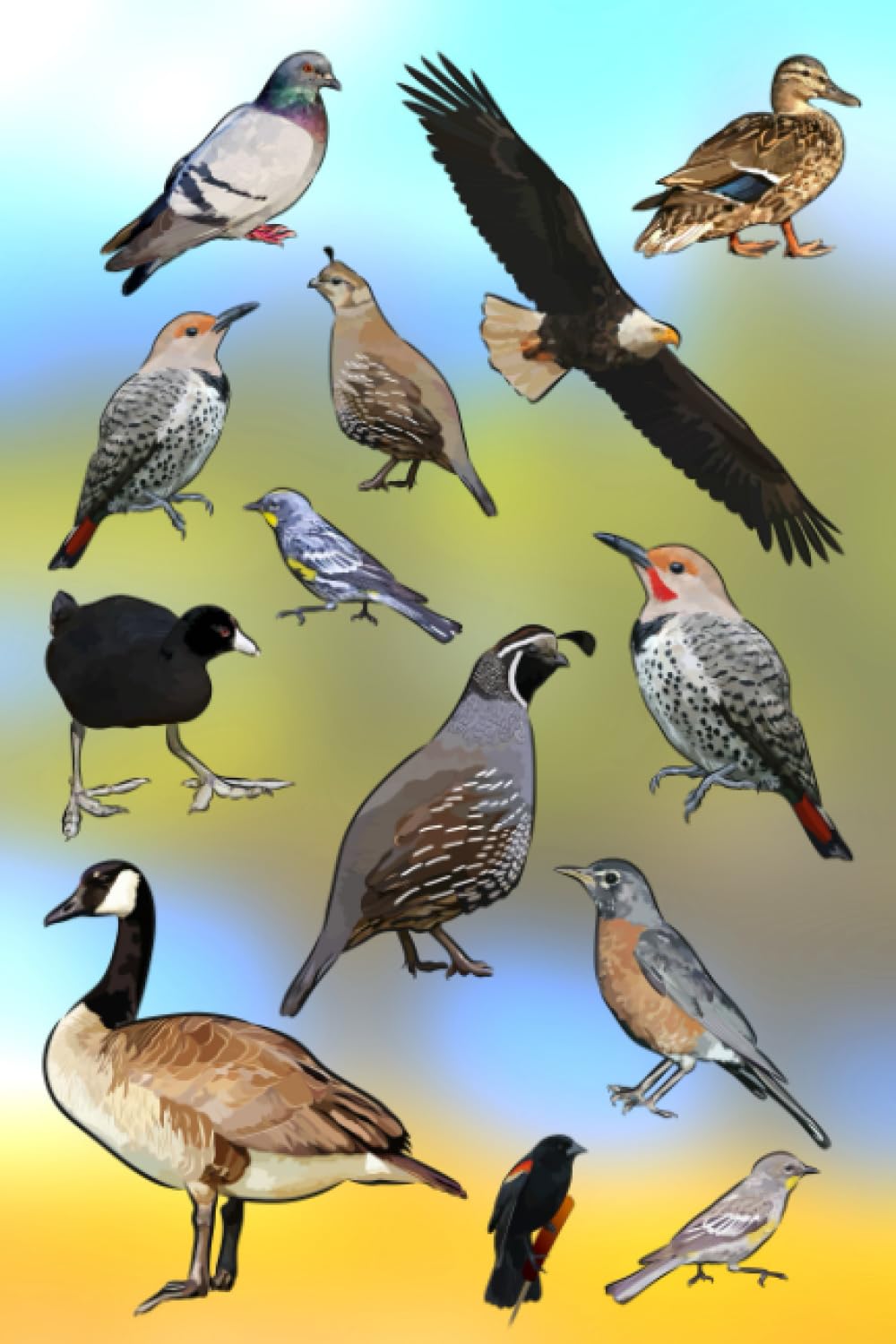 Birds of North America Notebook
