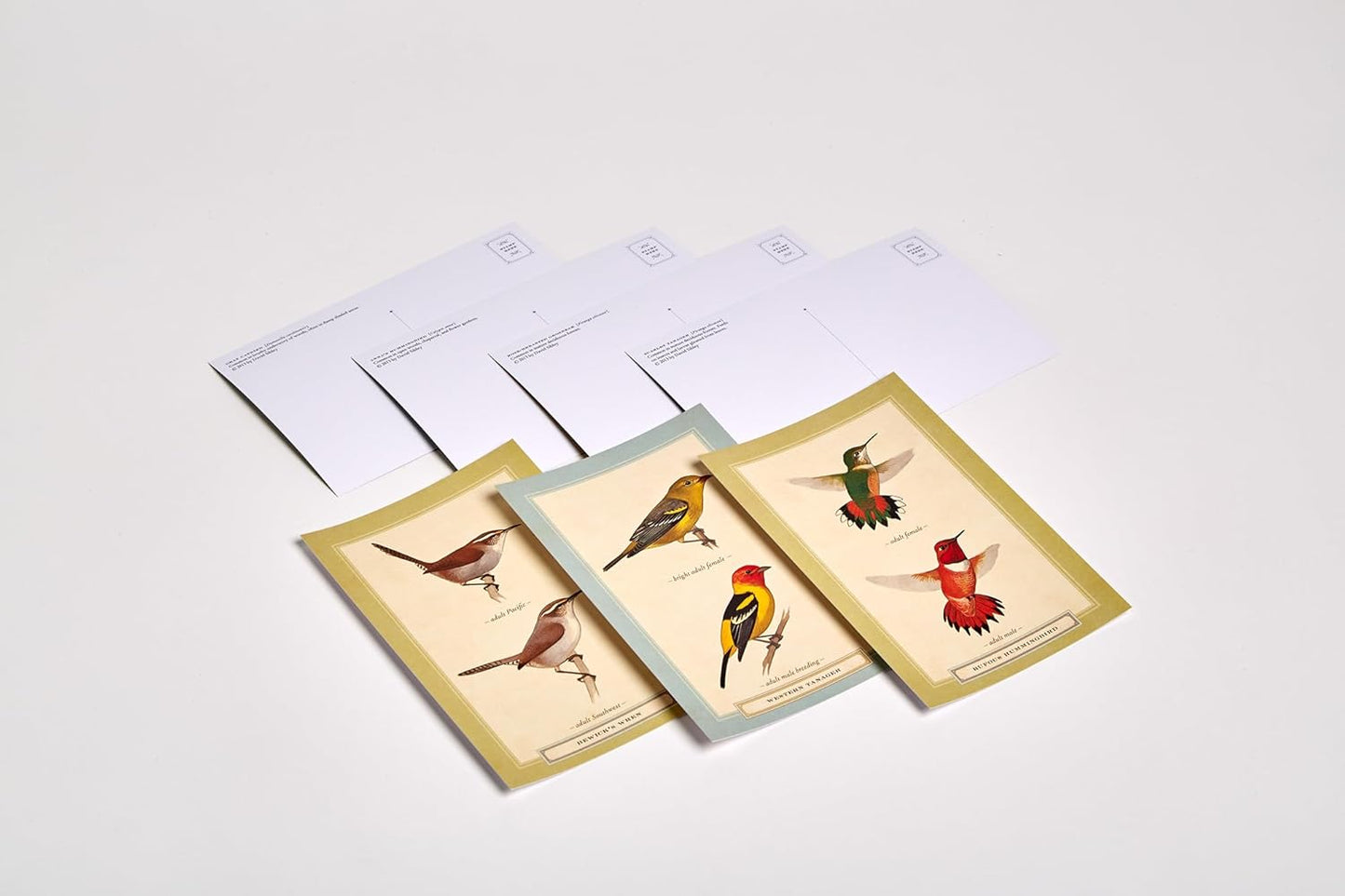 Sibley Backyard Birding Postcards: 100 Postcards (Sibley Birds)