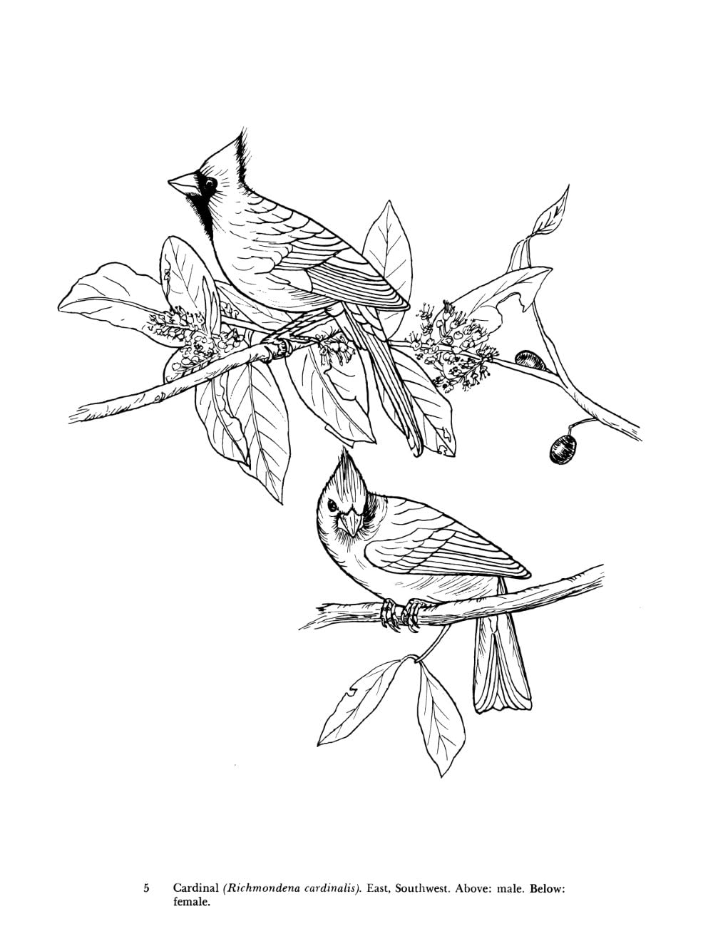 Audubon's Birds of America Coloring Book
