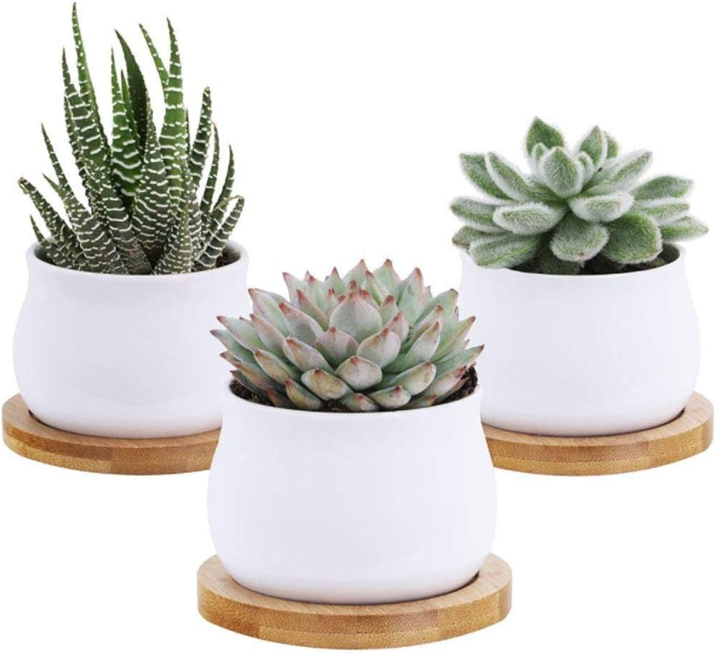 6pcs 3 inch Bamboo Round Plant Saucer, Mini Flower Pot Tray for Cactus Plant Pot Flower Pot Container Planter Bonsai Pots,no Plants Pot