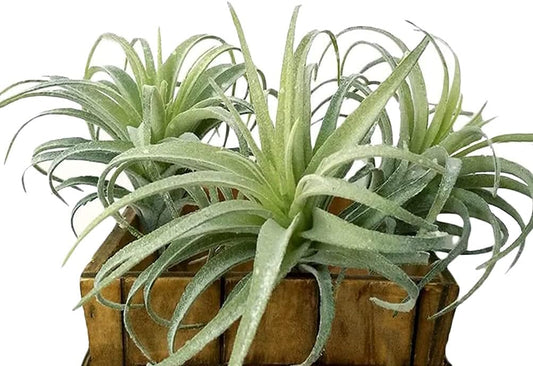 Artificial Air Plants Faux Succulents Plants Unpotted Small Tillandsia Look Real in Flocked Green Premium Crafting DIY Floral Decor for Home Garden Office Party, 3 pcs