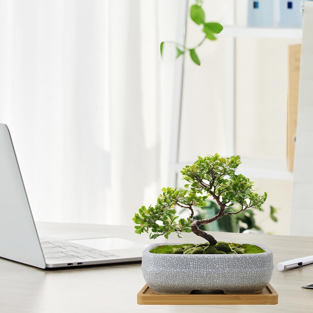 MUZHI 2 Pack Amazing Ice Crack Glazed Ceramic Bonsai Pot White Color 5 Inch with Bamboo Tray, Plant Pot Succulent Planter for Office Home Garden Decor Gift