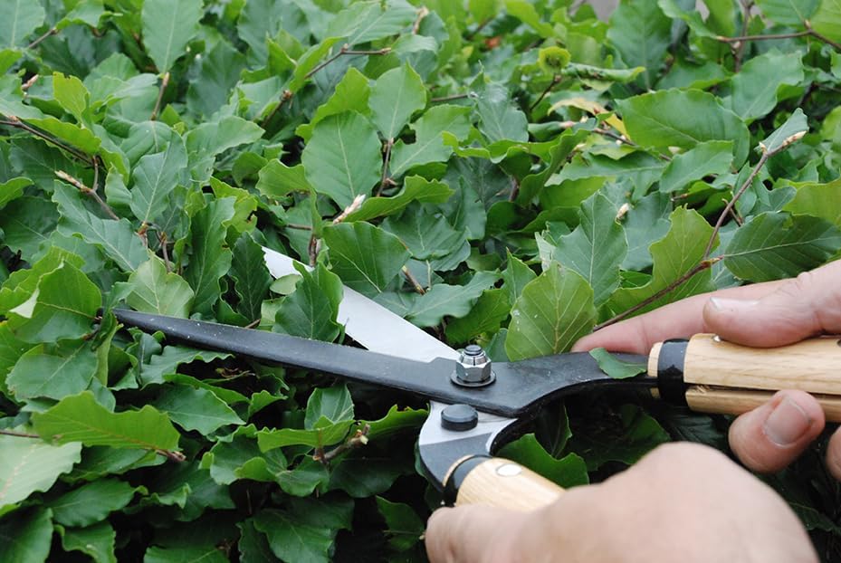 Okatsune Precision Hedge Shears 6" Blade, 20" total length