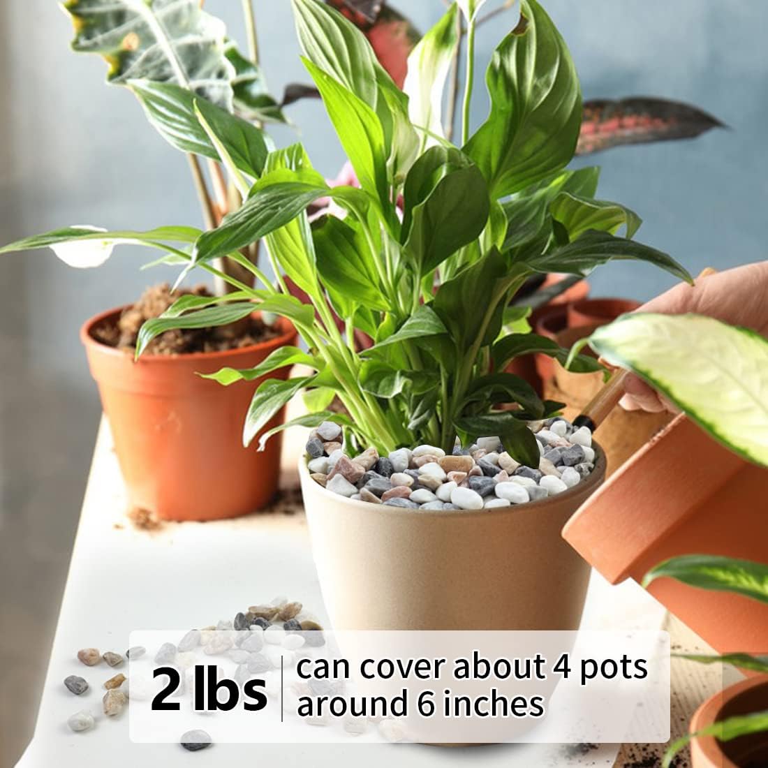 2LB Succulent and Cactus Gravel Pebbles, 1/5 Inch Natural Decorative P