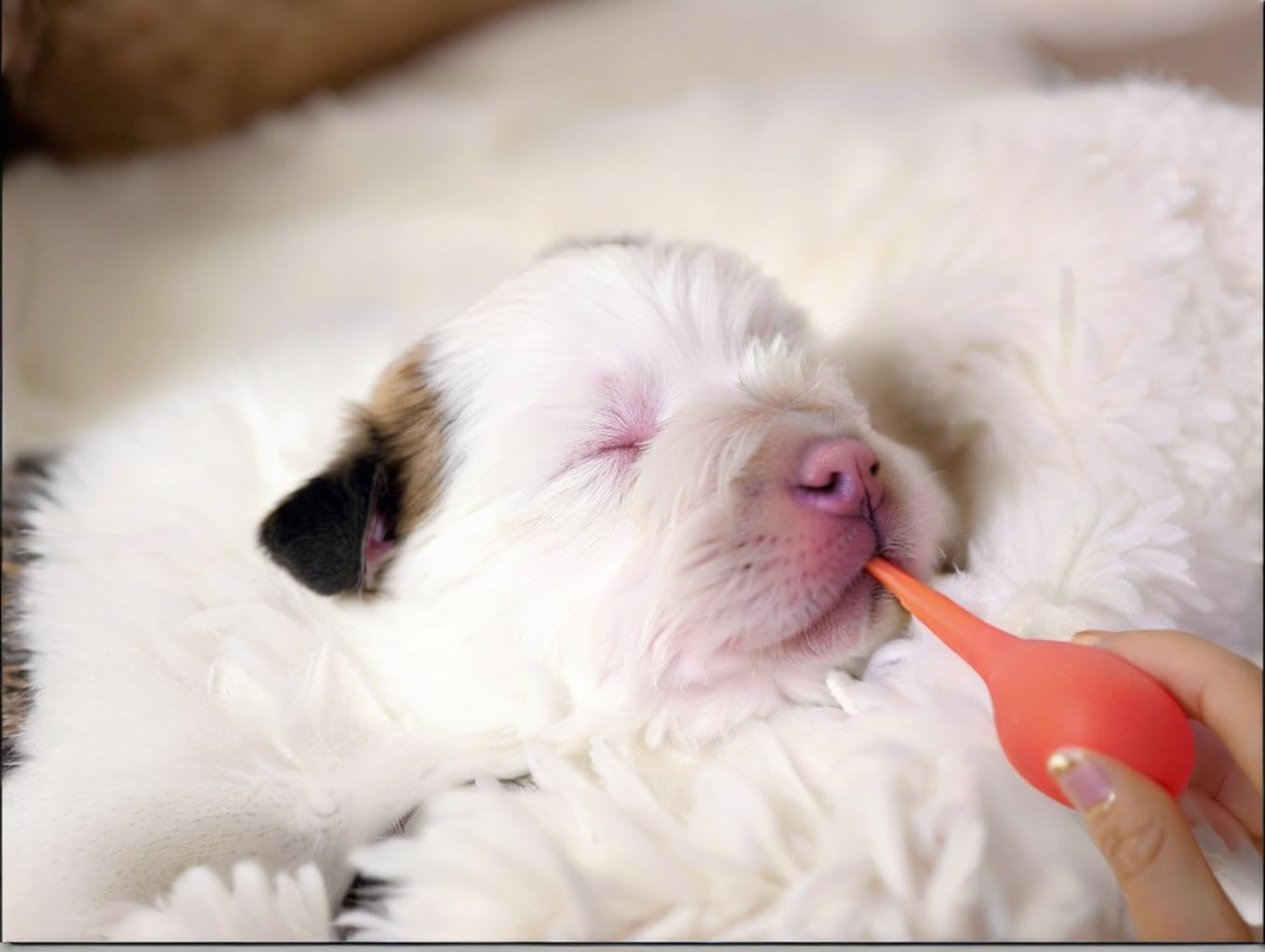11pcs Puppy Kitten Feeding Tube Kit for Small Animals and Clear Feedin
