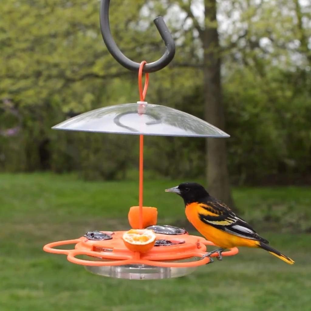 Nature's Way OFP1 All-in-One Oriole Buffet Bird Feeder, Orange