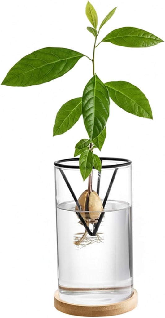 Avocado Tree Growing Kits, Avocado Growing Vase Wooden Base Seed Start