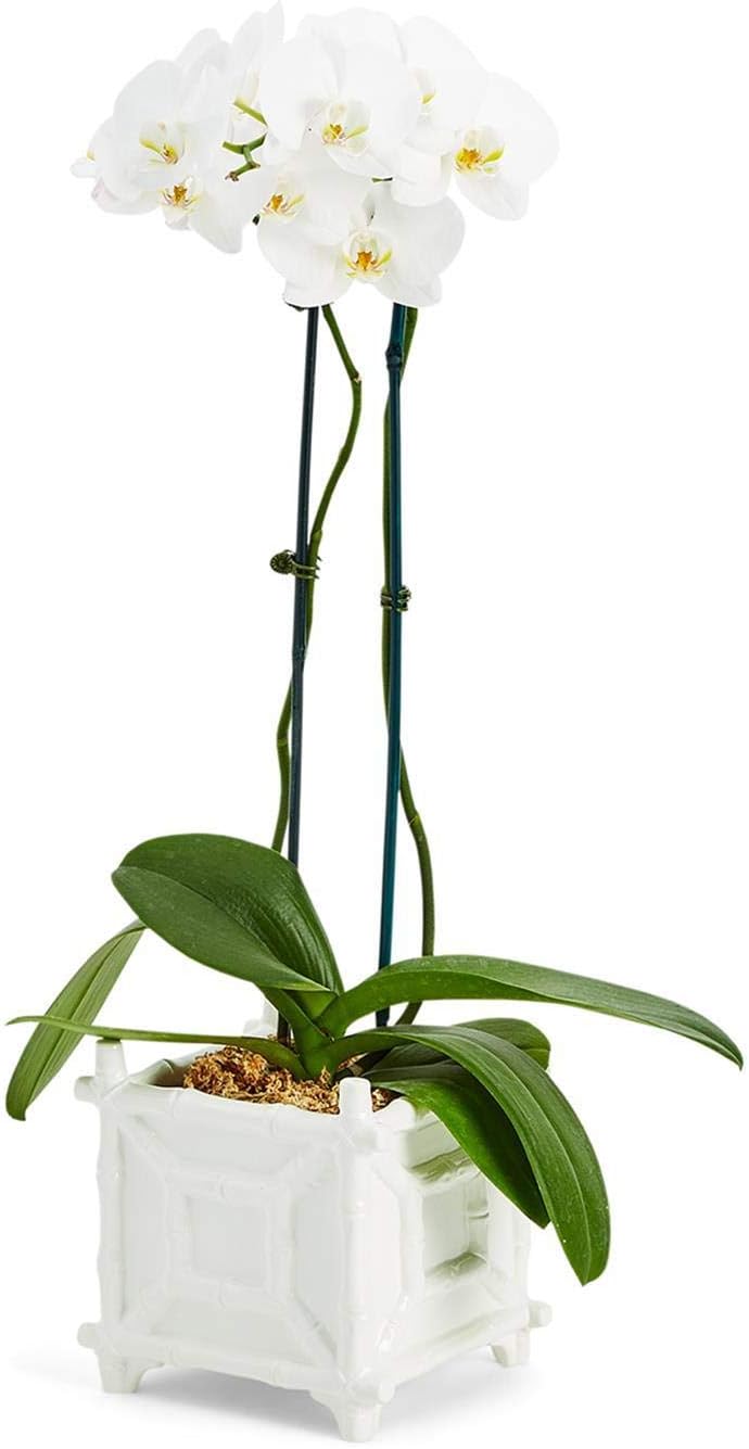 Two's Company Faux Bamboo Cachepot