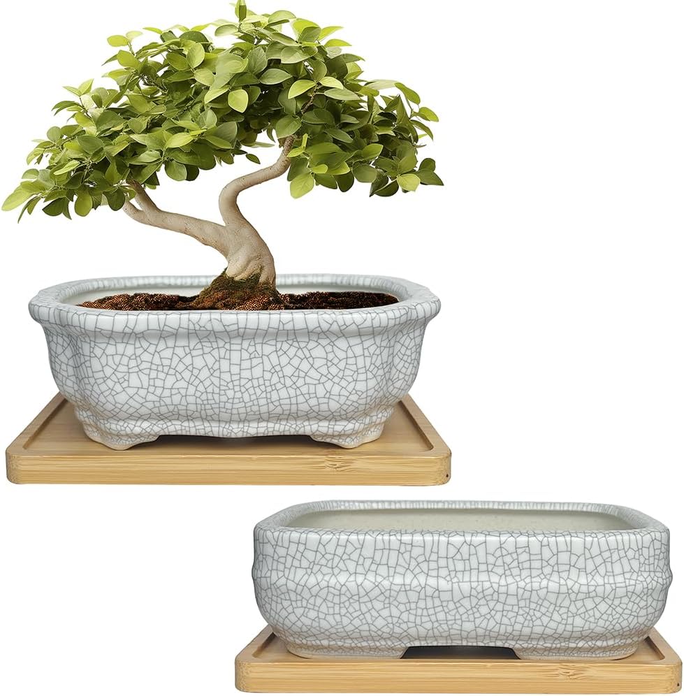 MUZHI 2 Pack Amazing Ice Crack Glazed Ceramic Bonsai Pot White Color 5 Inch with Bamboo Tray, Plant Pot Succulent Planter for Office Home Garden Decor Gift