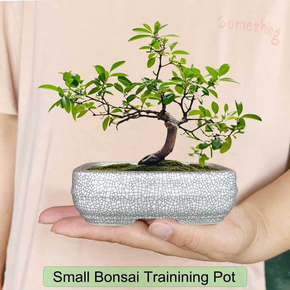 MUZHI 2 Pack Amazing Ice Crack Glazed Ceramic Bonsai Pot White Color 5 Inch with Bamboo Tray, Plant Pot Succulent Planter for Office Home Garden Decor Gift