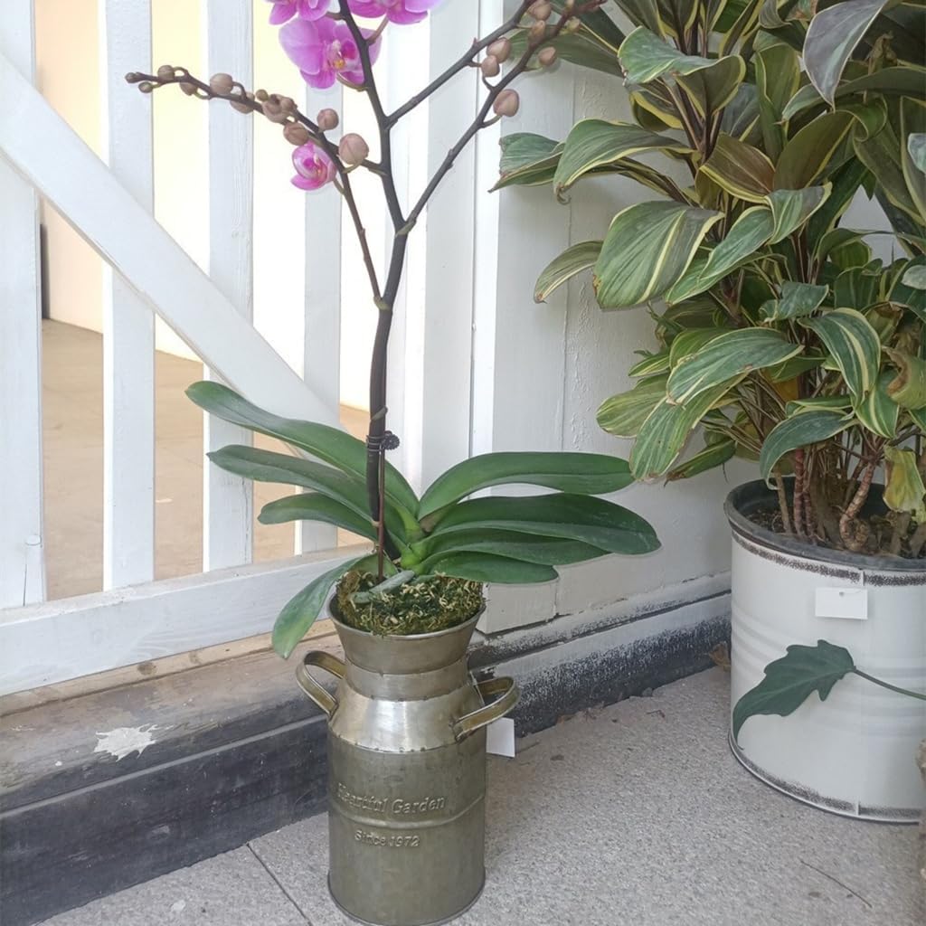 Metal Milk Can Antique Tin Bucket Flower Vase Garden Backyard Table De