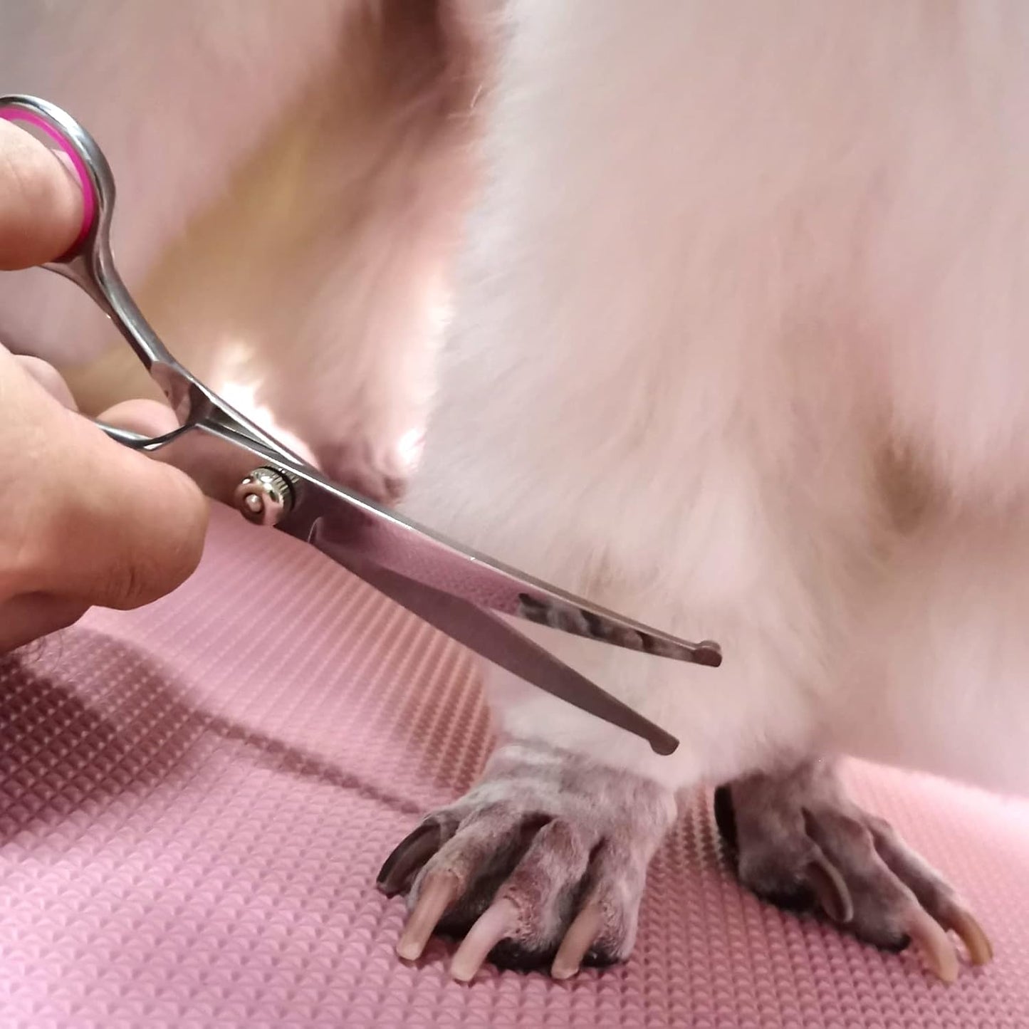 Dog Grooming Scissors with Safety Round Tips Stainless Steel Professio