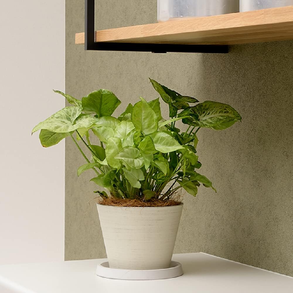 リッチェル Richell Grenie Pot No. 5 Black