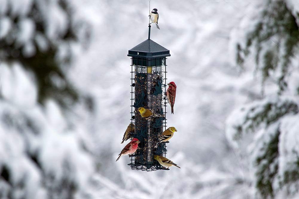 Squirrel Solution200 Squirrel-Proof Bird Feeder w/6 Feeding Ports, 3.4