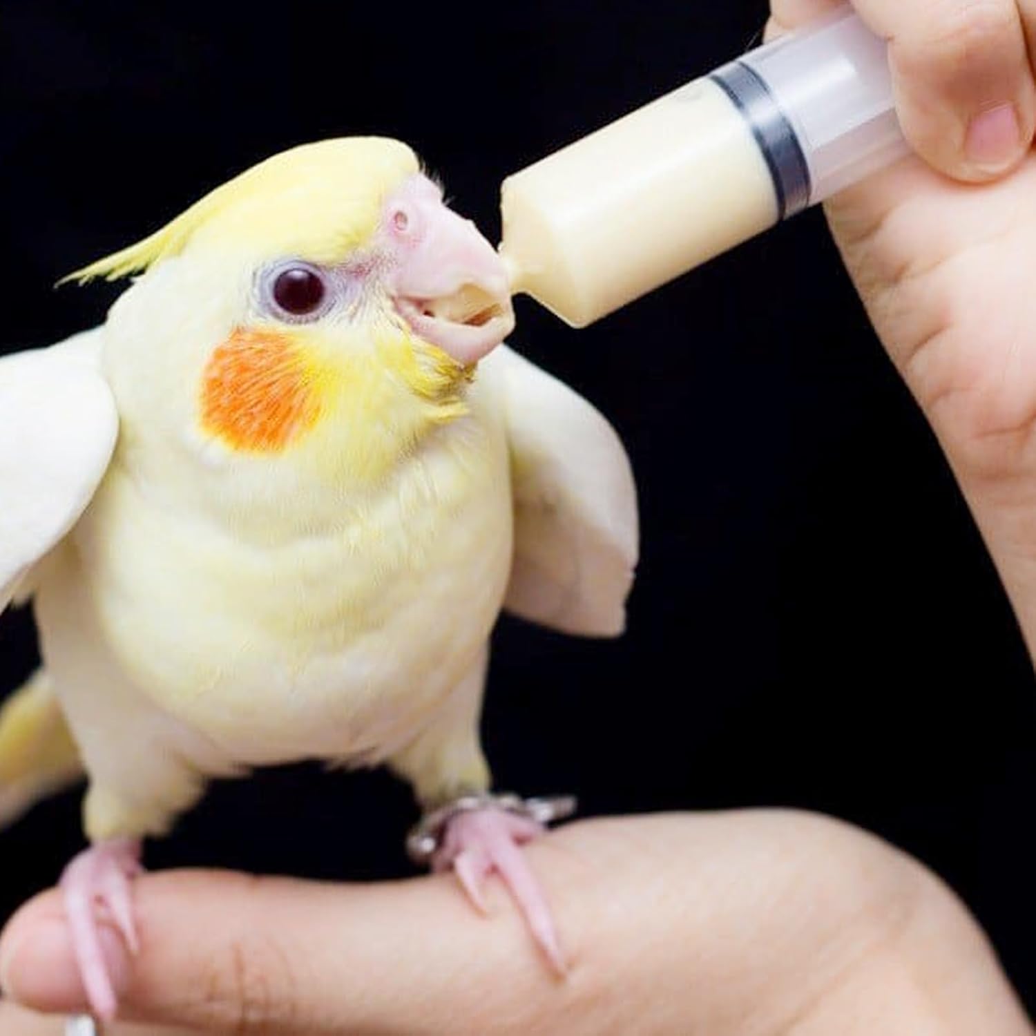 1 Set Bird Feeding Syringe with Tubes Pet Feeding Syringe Plastic Syri