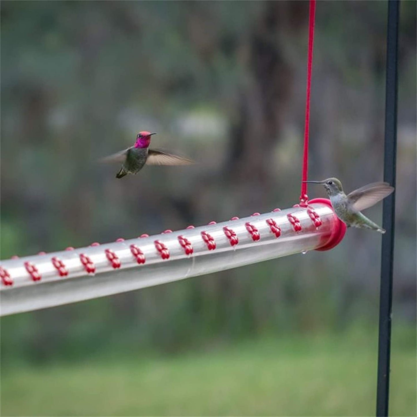 Hummingbird Feeder Transparent Tube Horizontal Hummingbird Feeders for