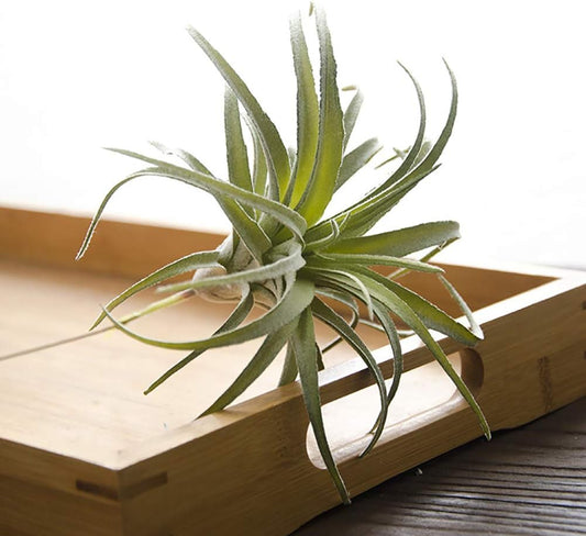 ChezMax Artificial Flocking Tillandsia Air Plants Pineapple Grass Faux Succulents Bromeliads Home Garden Decor 2Pcs 4#