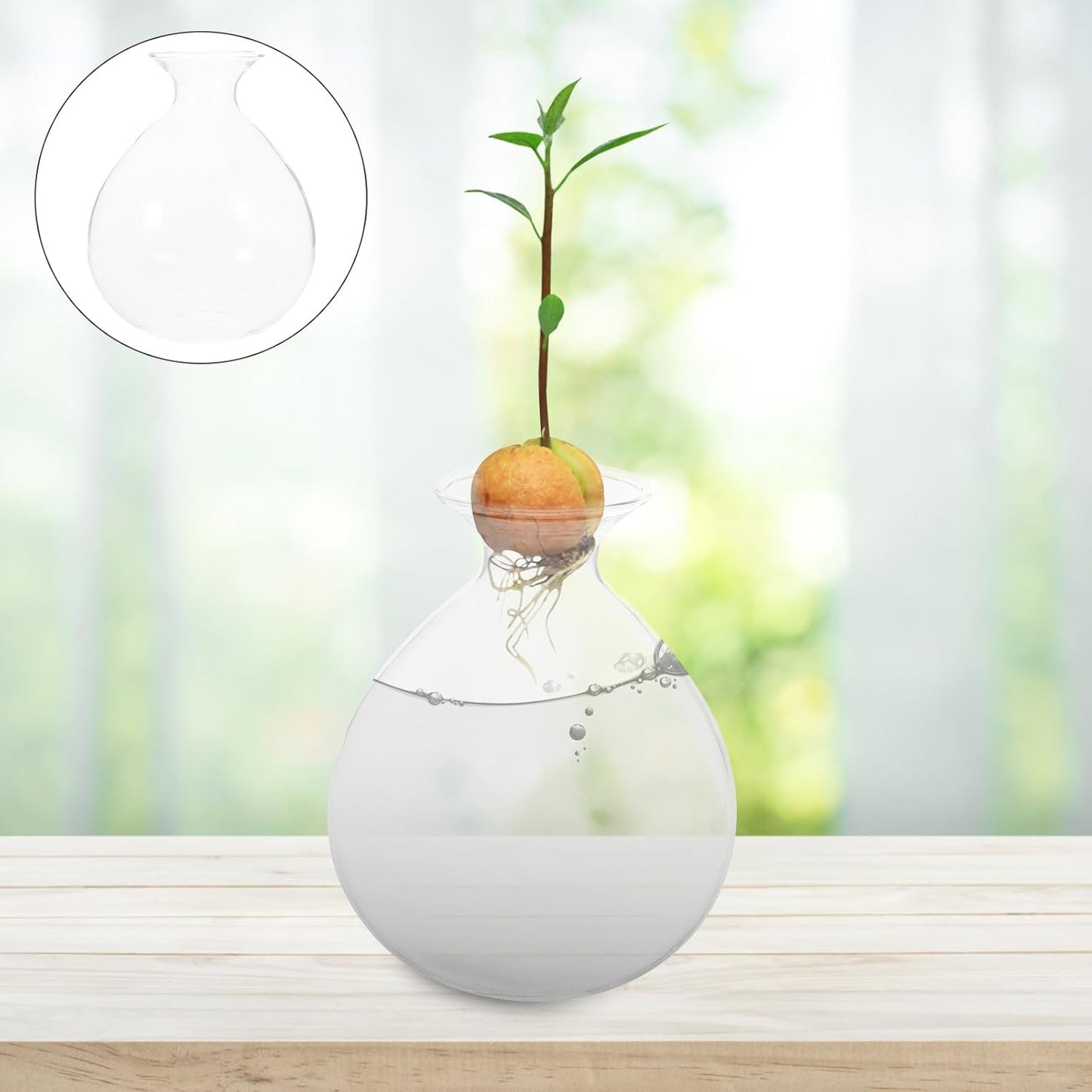 PRETYZOOM Avocado Seed Planter Glass Water Plant Vase Succulent Shape Hydroponic Flower Pot for Indoor Green Plant Propagation Home Décor